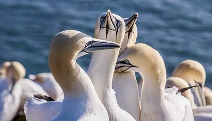 爱游戏娱乐网址-那不勒斯主场翻船，不敌萨索洛跌出前四，那不勒斯新球场