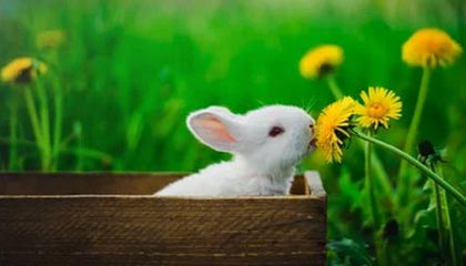 爱游戏体育-篮网组织严密防守赢得胜利，篮网防守球员