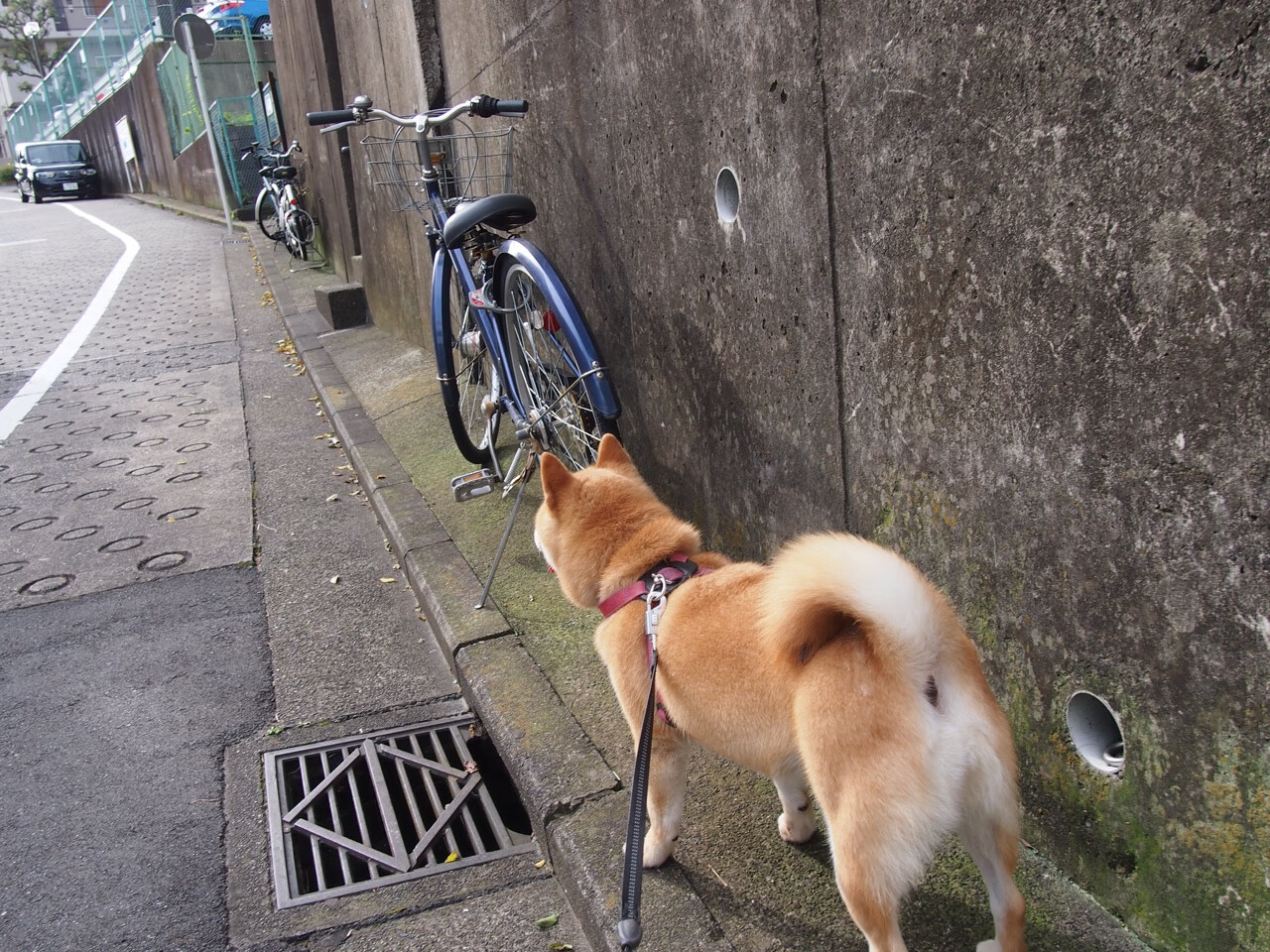 意甲联赛中一名球员在比赛中创造了纪录，意甲球员名单