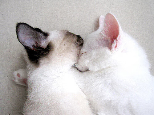 皇家马德里主场不败,欧冠卫冕前景蕴藏无限可能!,皇家马德里晋级