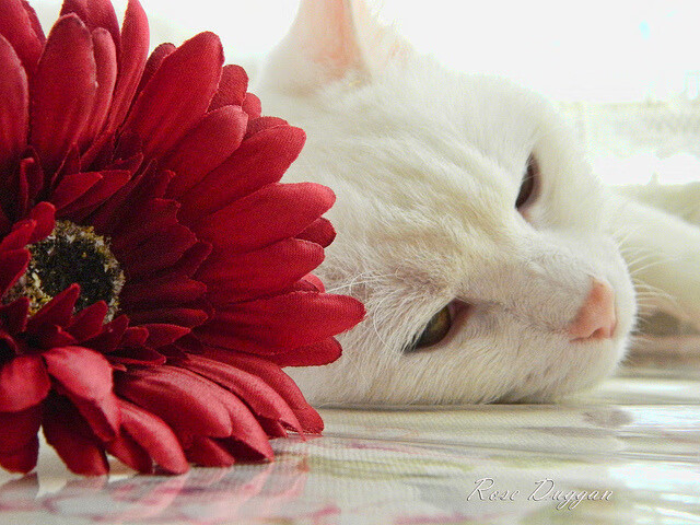 精彩足球盛事持续进行,球队实力对比激烈,足够精彩 足球比赛