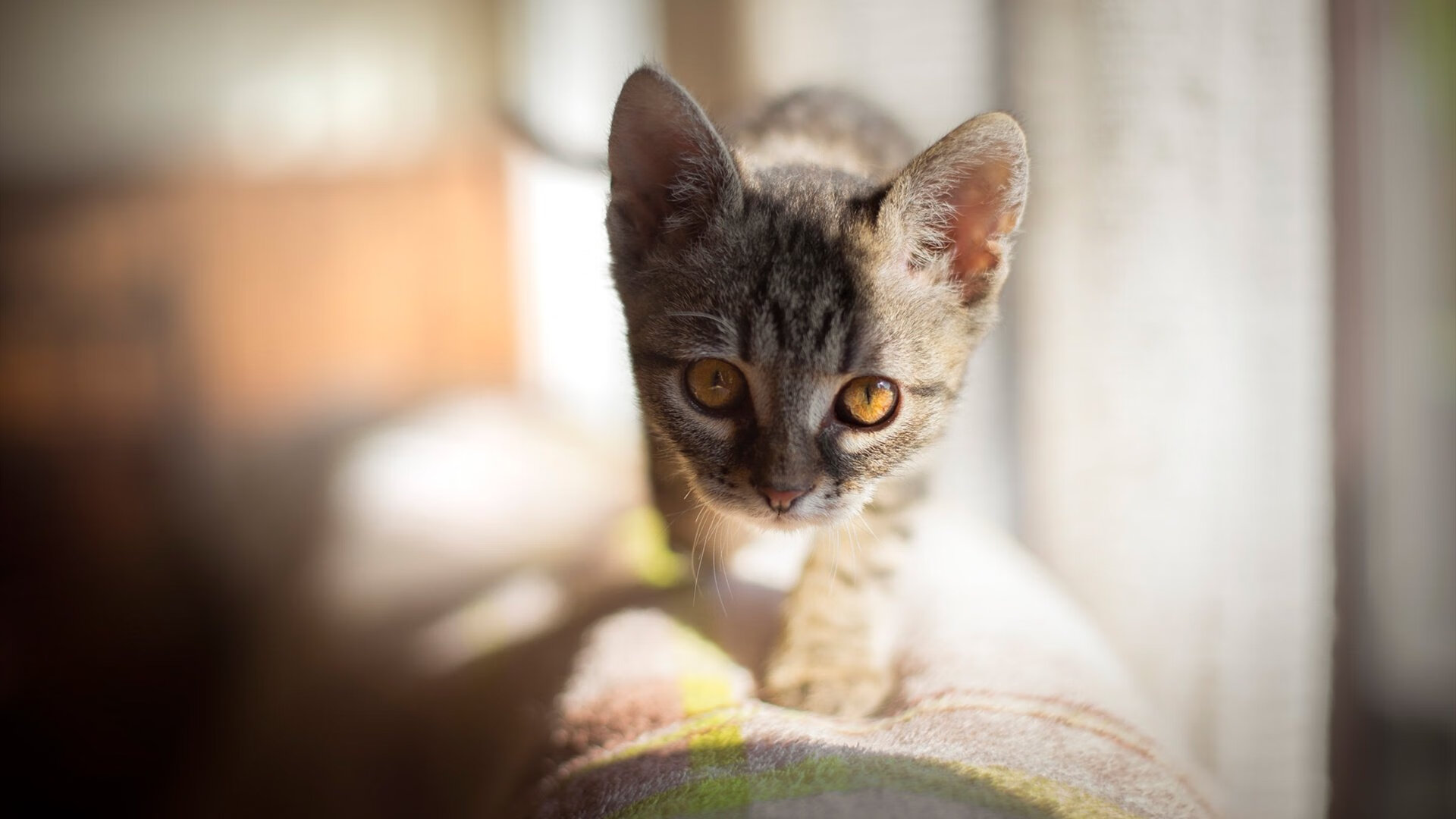 葡萄牙体育年轻球员逐渐成为主力，葡萄牙球员2021