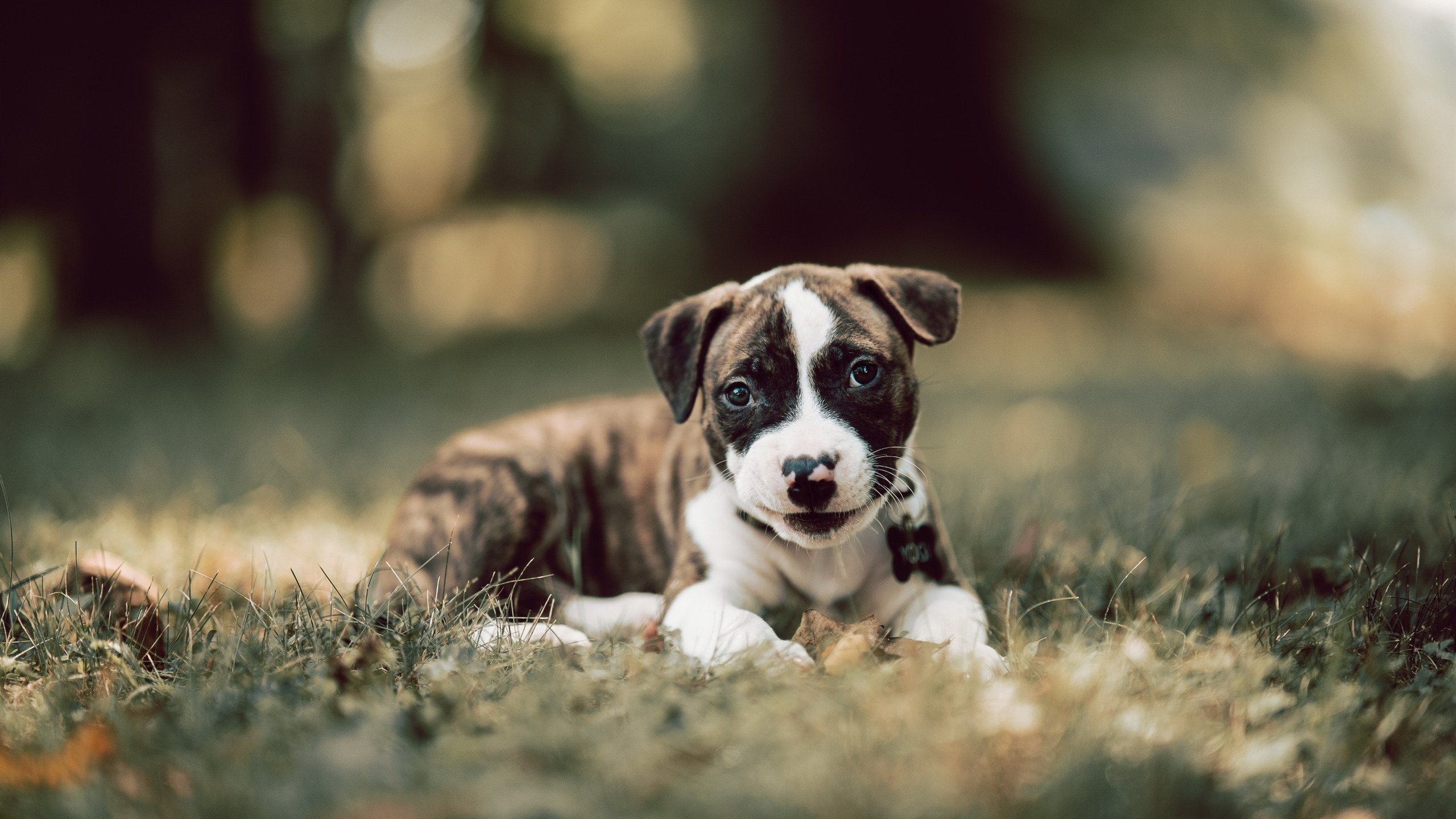 陕西队球员在比赛中取得重要胜利,实力显著增强,陕西 球队