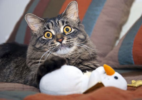 英格兰举办篮球明星见面会,英格兰篮球运动员