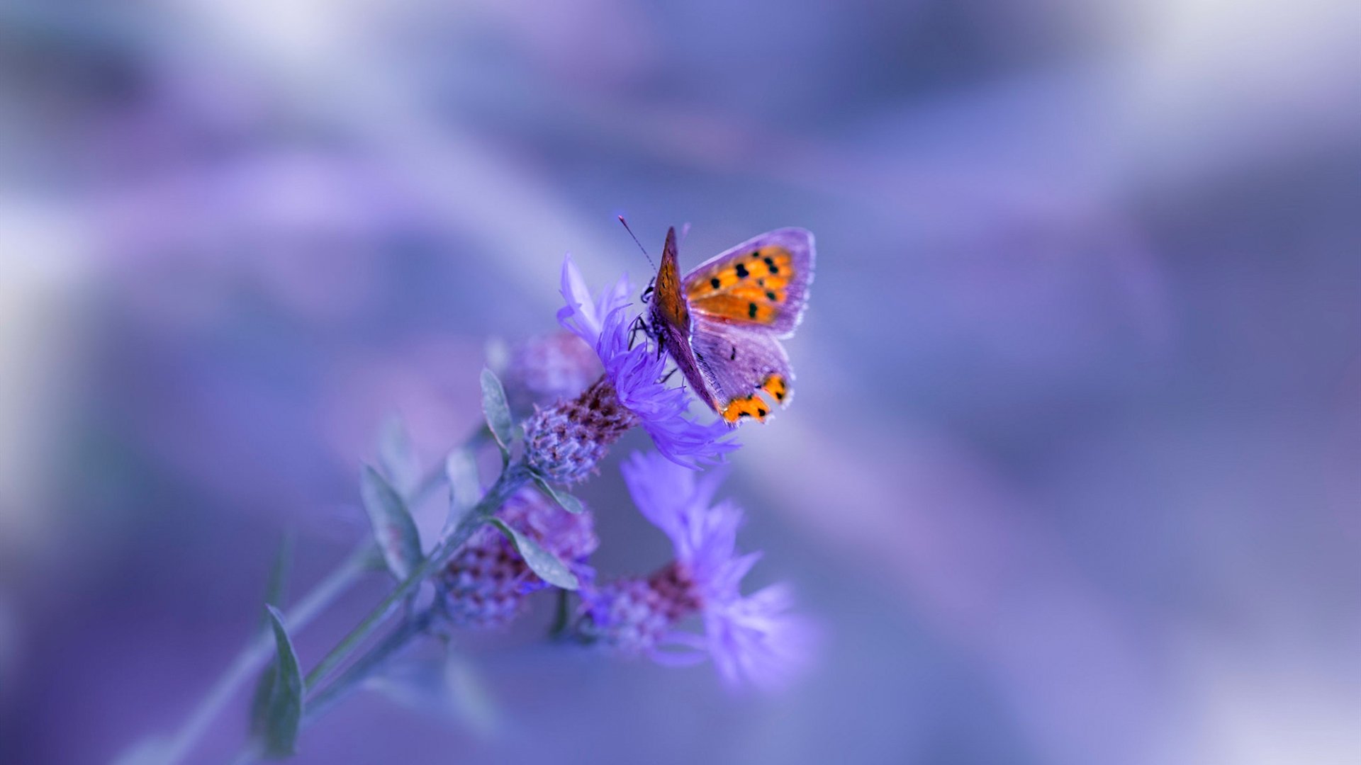 体育教师专业能力提升机制与课程改革研究,体育教师能力提升培训心得体会