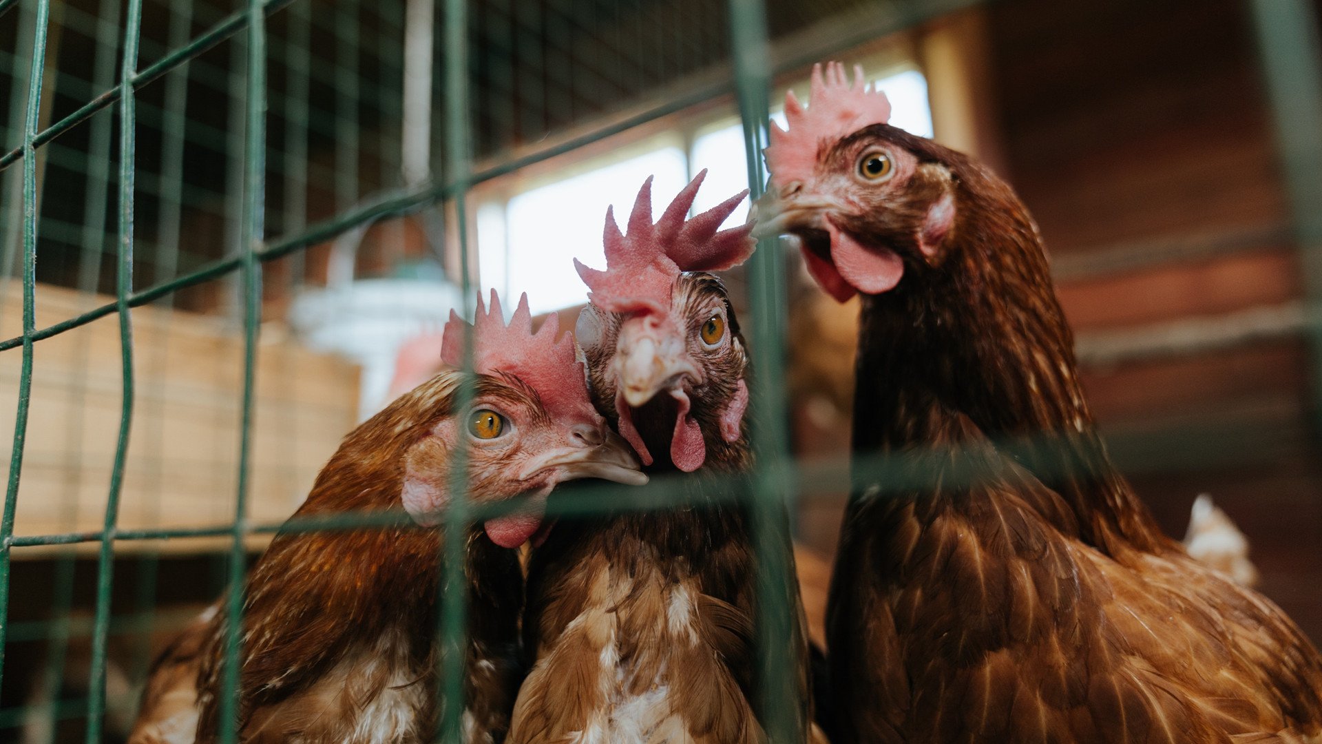 西甲球员在密集赛程中视觉注意力持续性研究,西甲明星球员