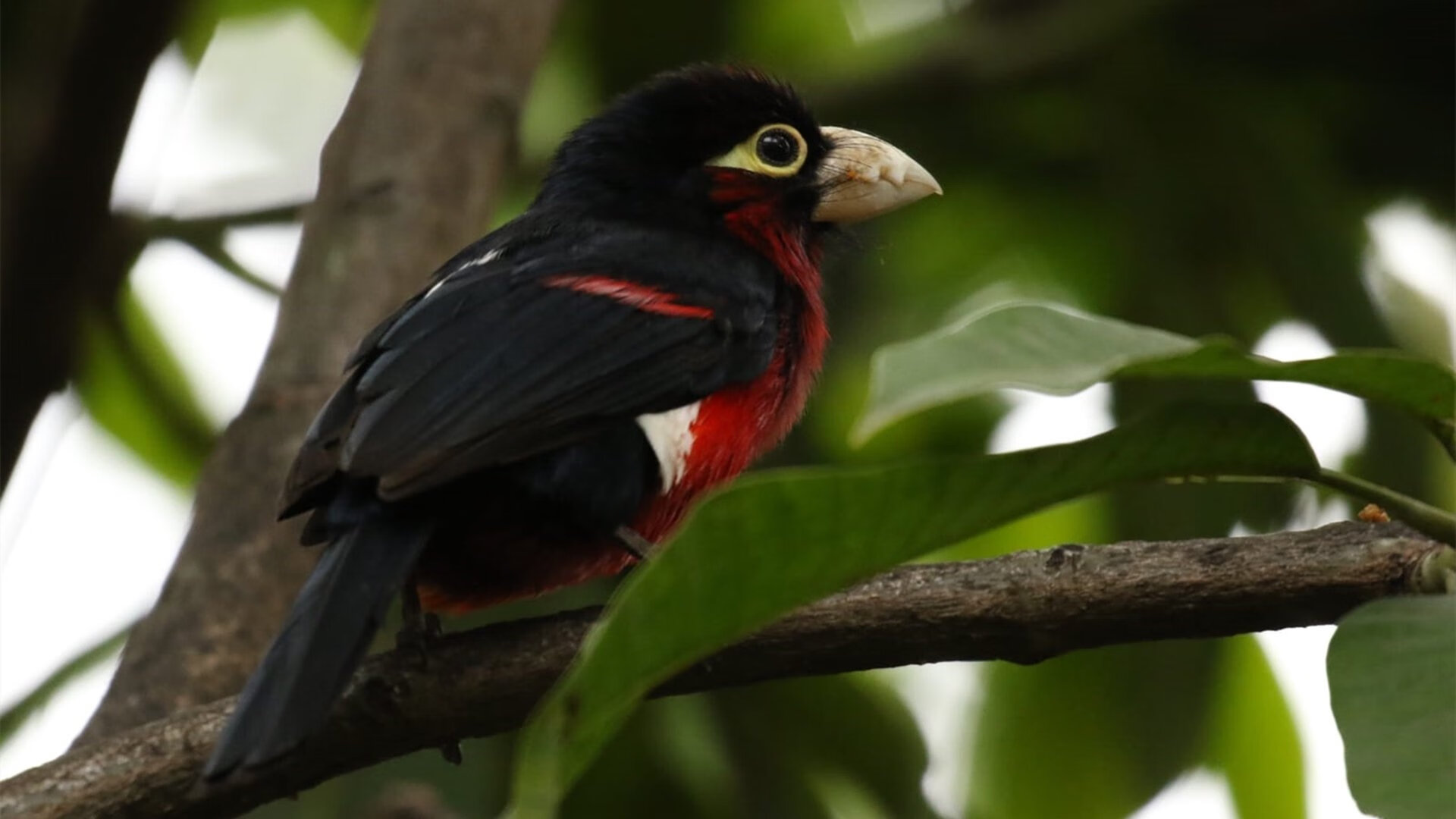 中国女篮全面提升攻防两端质量,中国女篮无惧任何对手