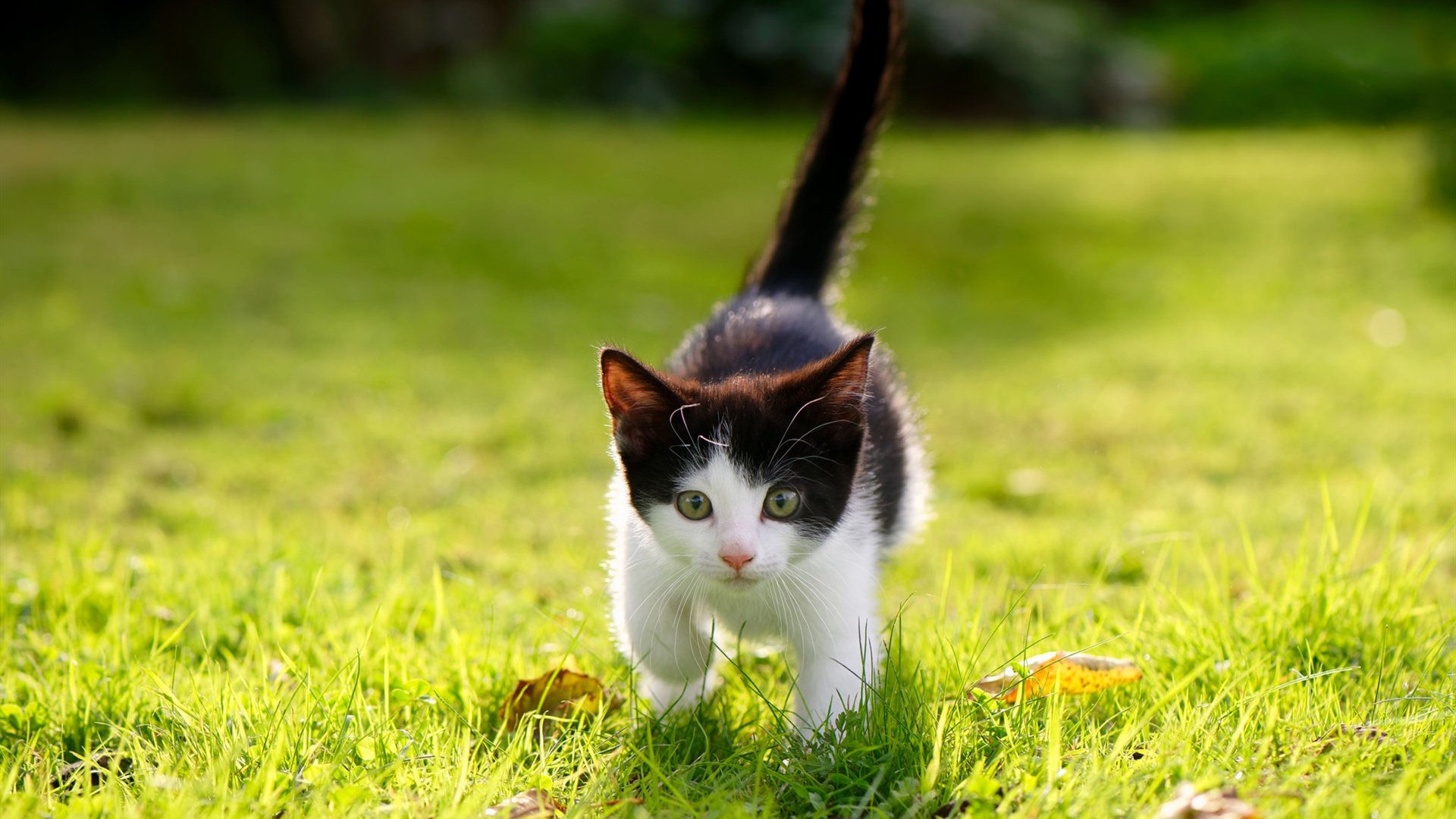 体育新闻中心上线体育人物数据库可视化模块,体育人物深度报道