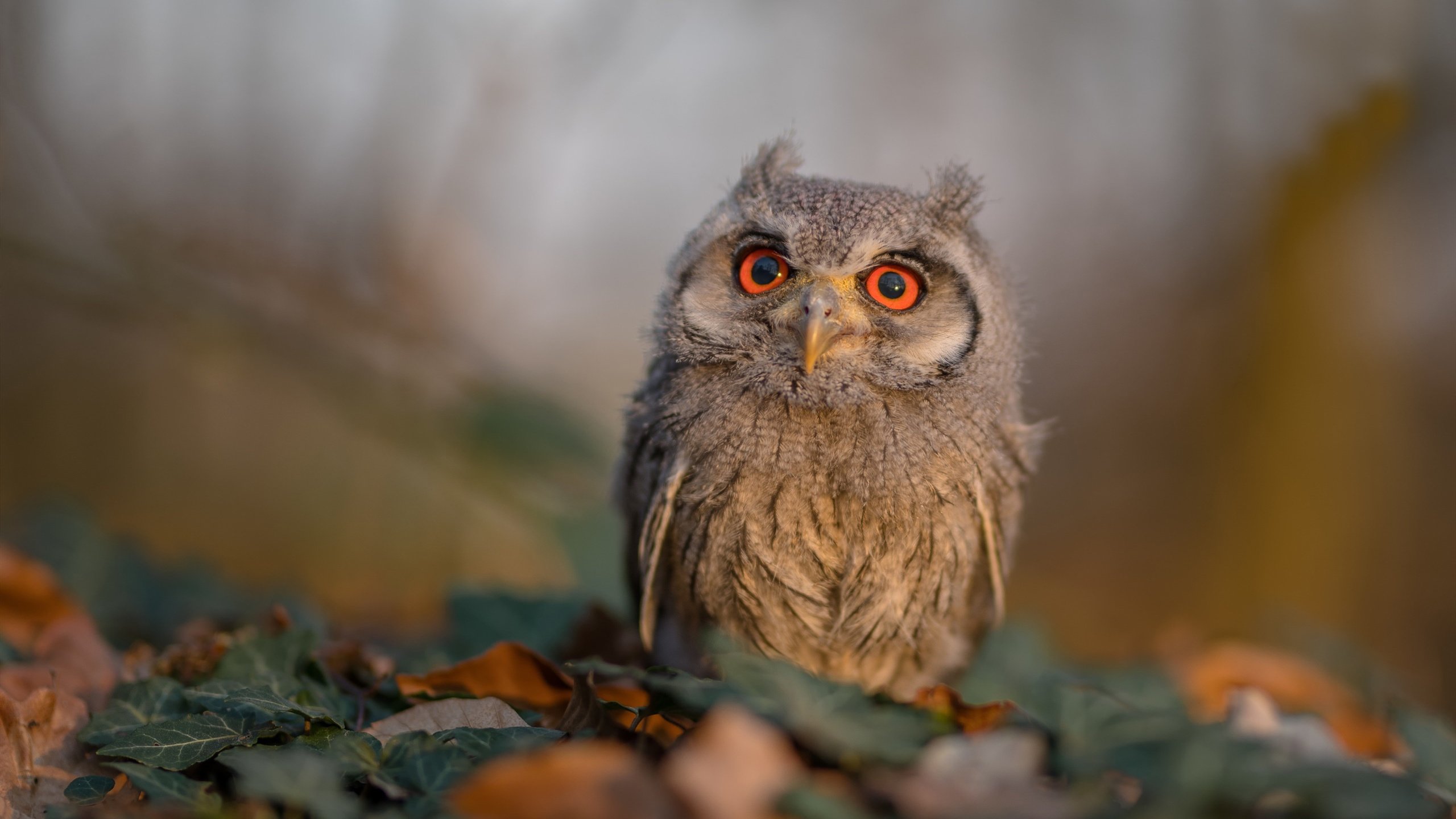 体育数据平台上线 助力运动员精准分析,体育数据采集