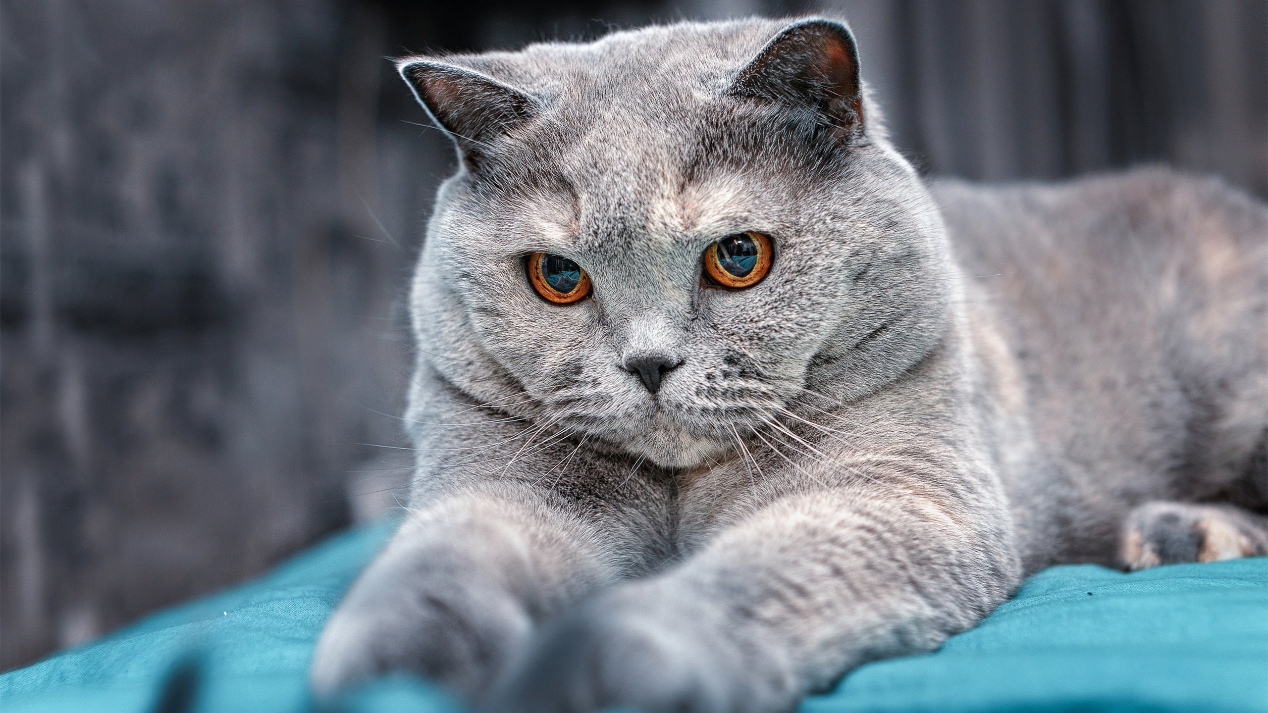 女子蝶泳赛场再现张雨霏风采,张雨霏晋级蝶泳决赛视频