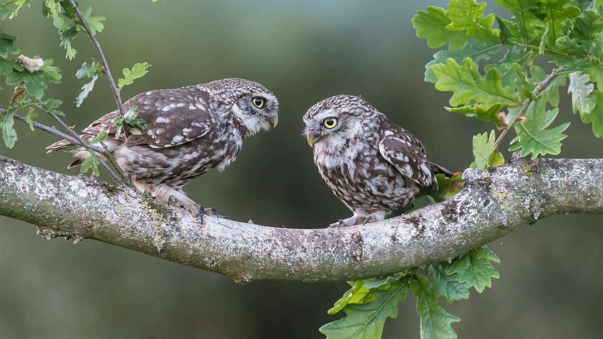 爱游戏娱乐网址-阿尔及利亚 U18 队被评价经验丰富，备战充分，阿尔及利亚后备联赛ds