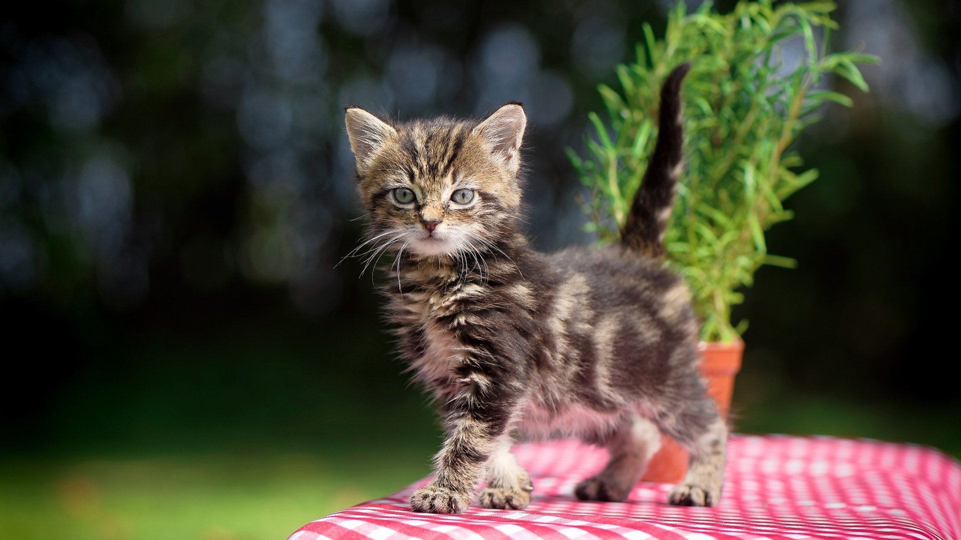 门将参与控球缓解前场压力,门将持球