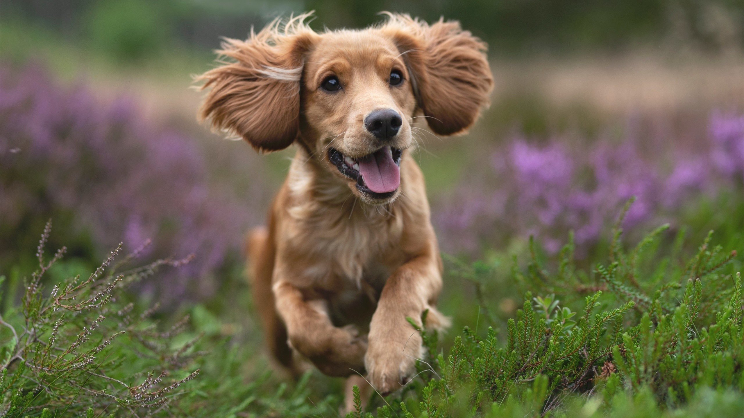 AYX官网-“亚戈·卡尔曼的强硬风格与全面技术，让美洲狮队在世界赛场中称霸”