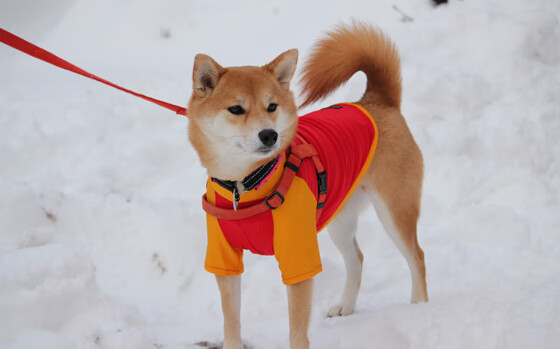 世界杯后主流媒体的报道倾向,世界杯主办方优势