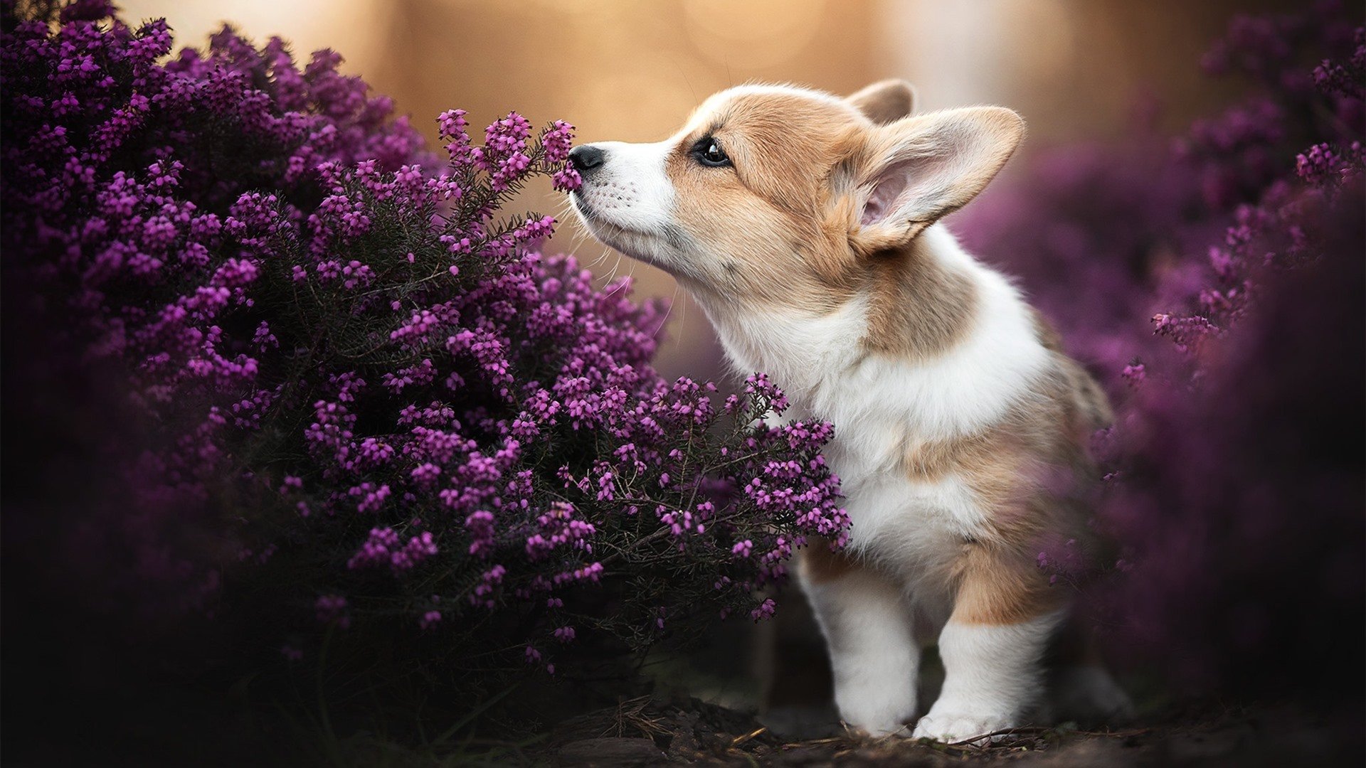威少火力全开奇才西部格局大变,威少奇才队