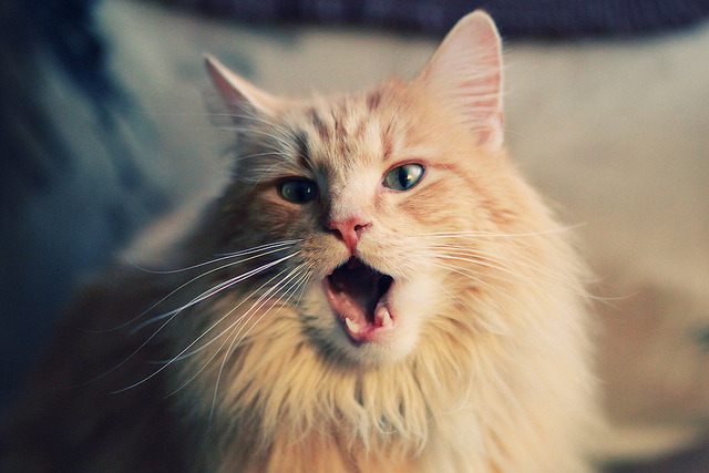 威少强势复出奇才球队重返前八,威少奇才首秀