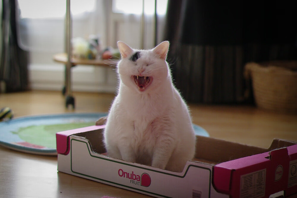 爱游戏综合娱乐-张伟丽完成绝杀格斗冠军赛，张伟丽完成绝杀格斗冠军赛了吗