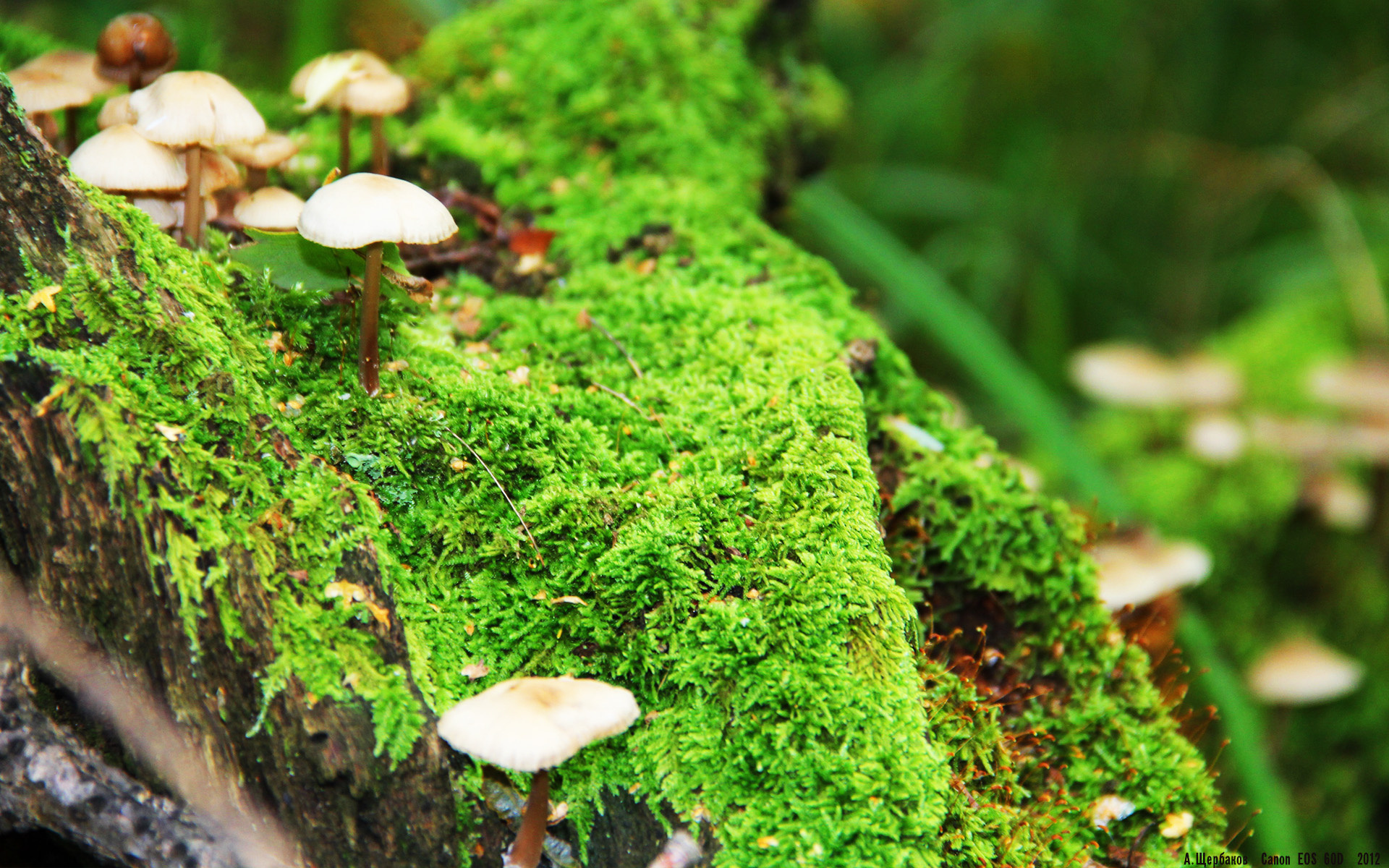 爱游戏官方-水球焦点战波兰沉着应对，水球战术