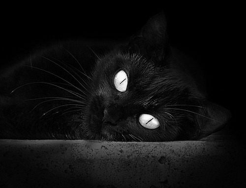 赛事平台启动球迷采访计划记录他们眼中的感动与热血瞬间,足球球迷采访