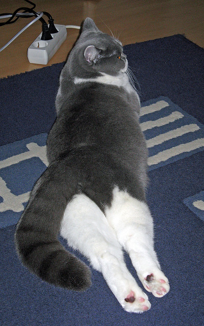 高校篮球推行多样化训练手段提升训练效果,高校篮球训练理念以及训练方法研究